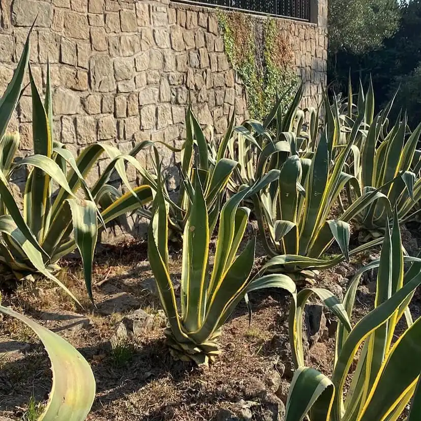 Massif d’agaves panachés sur paillage minéral au pied d’un mur en pierre, Cogolin